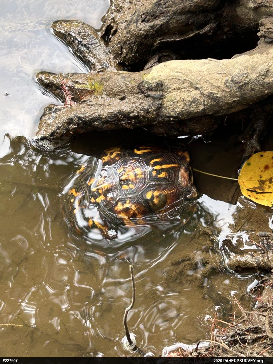 Eastern Box Turtle