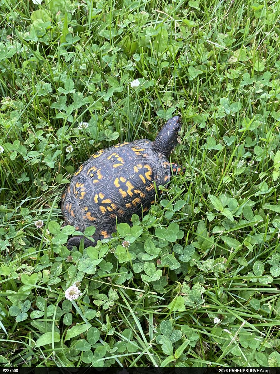 Eastern Box Turtle