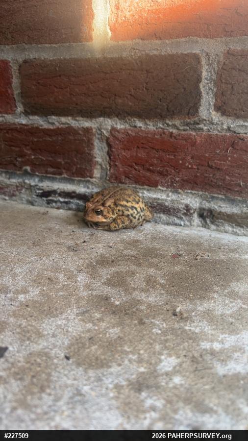 Eastern American Toad