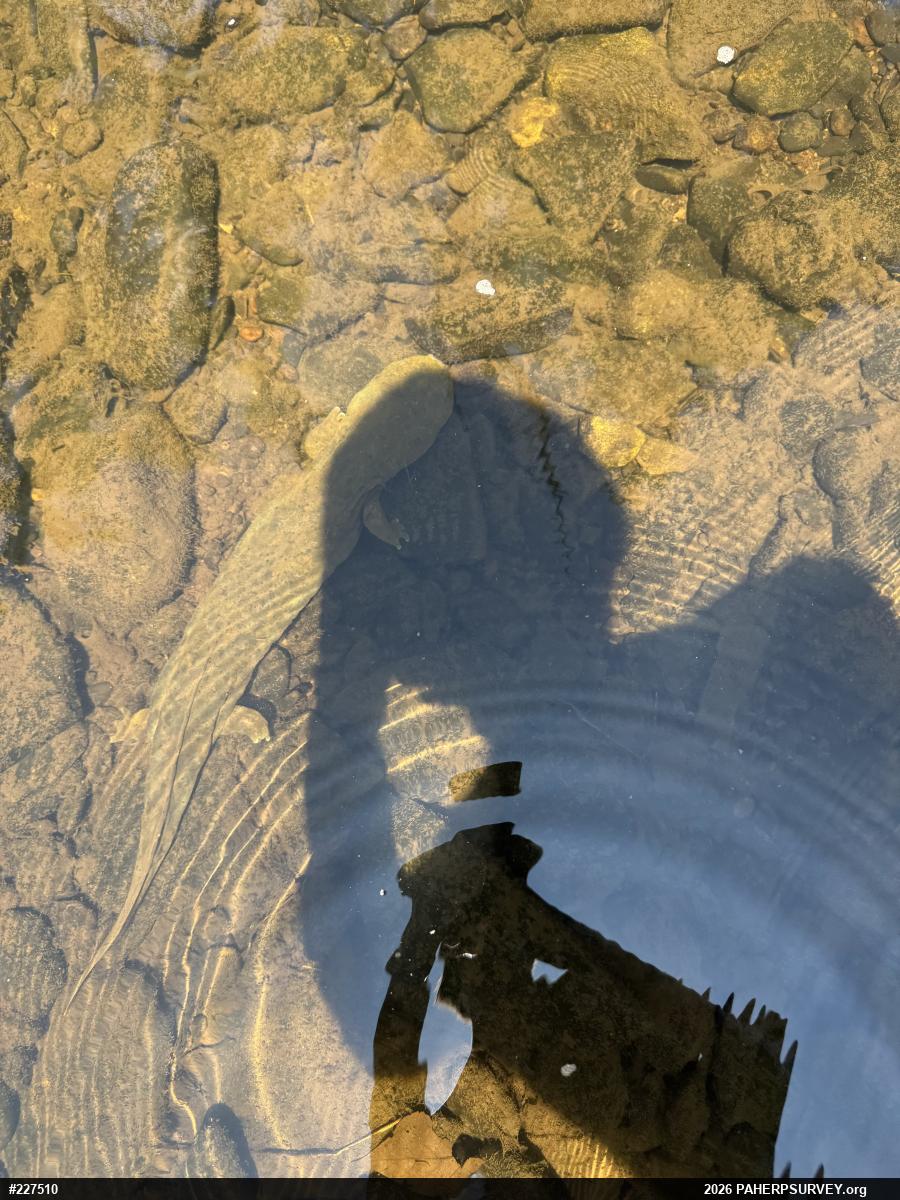 Eastern Hellbender