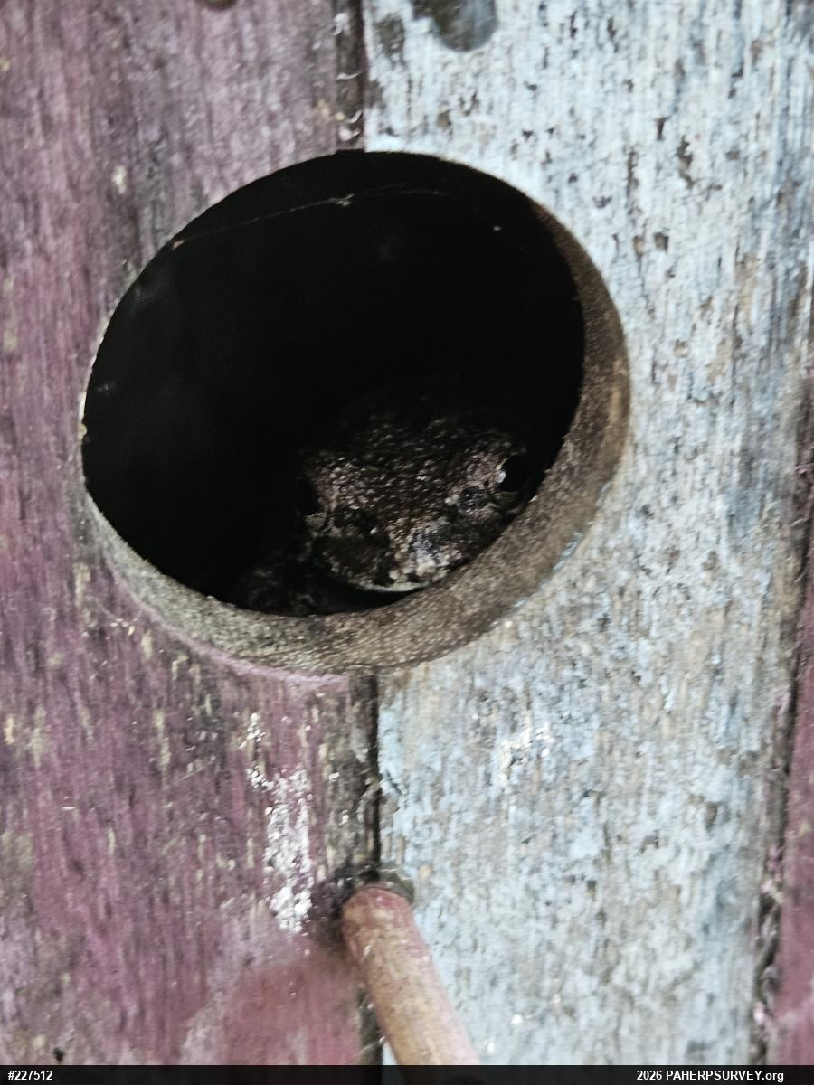Unknown Gray Treefrog