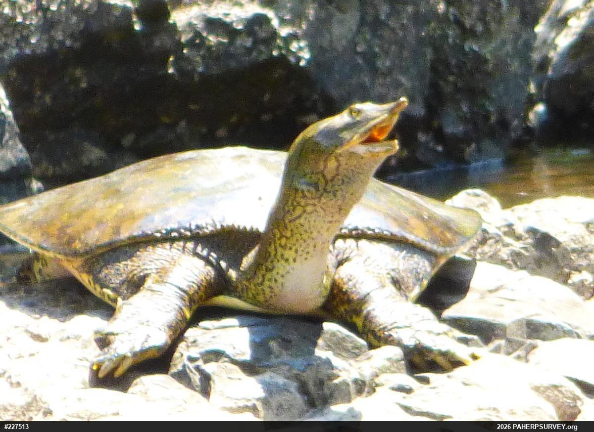 Eastern Spiny Softshell