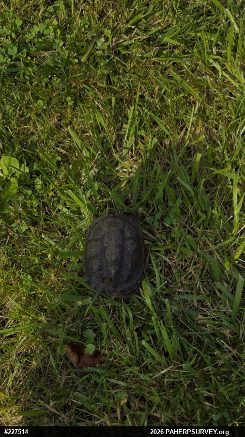Snapping Turtle