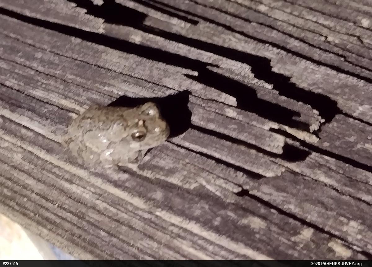 Unknown Gray Treefrog