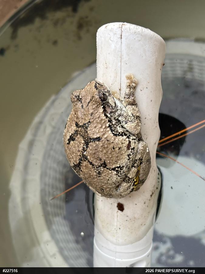 Unknown Gray Treefrog