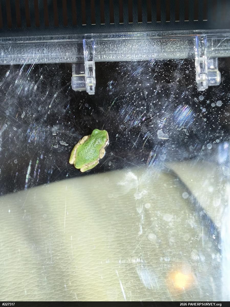 Unknown Gray Treefrog