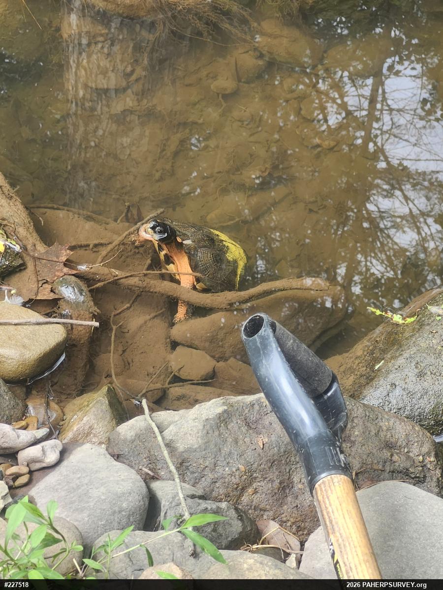 Wood Turtle