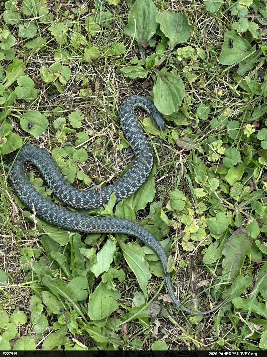 Eastern Gartersnake