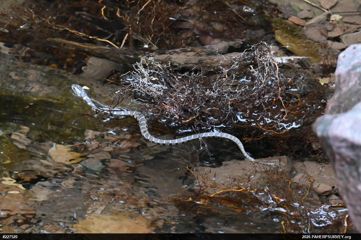 Northern Watersnake