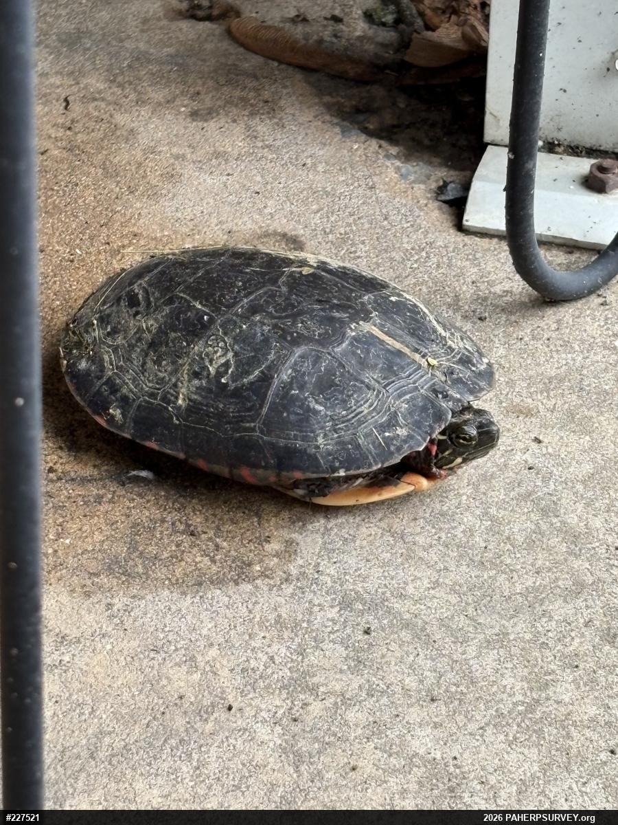Painted Turtle