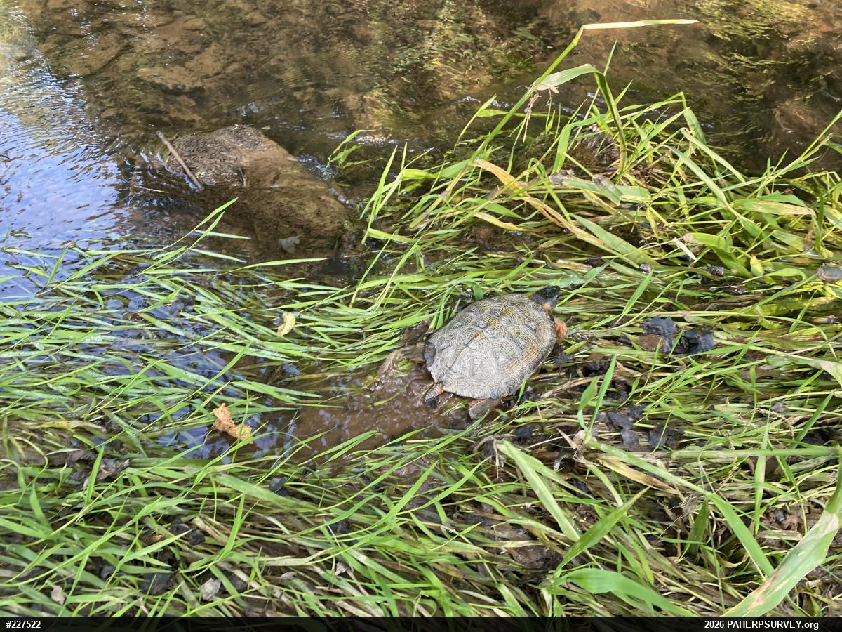 Wood Turtle