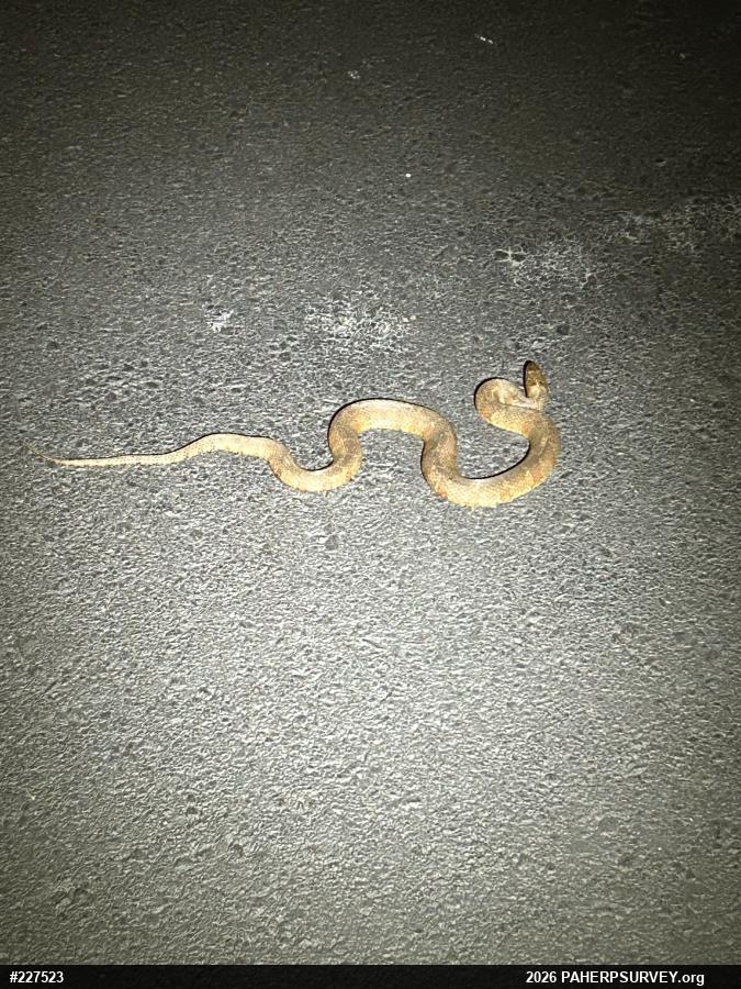 Northern Watersnake