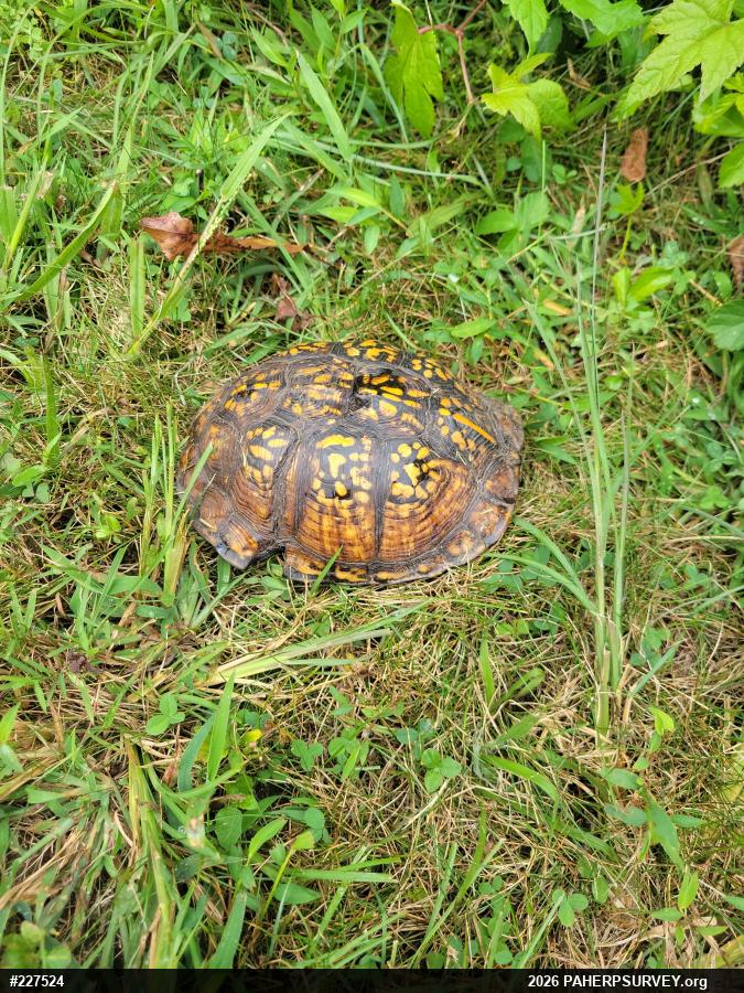 Eastern Box Turtle