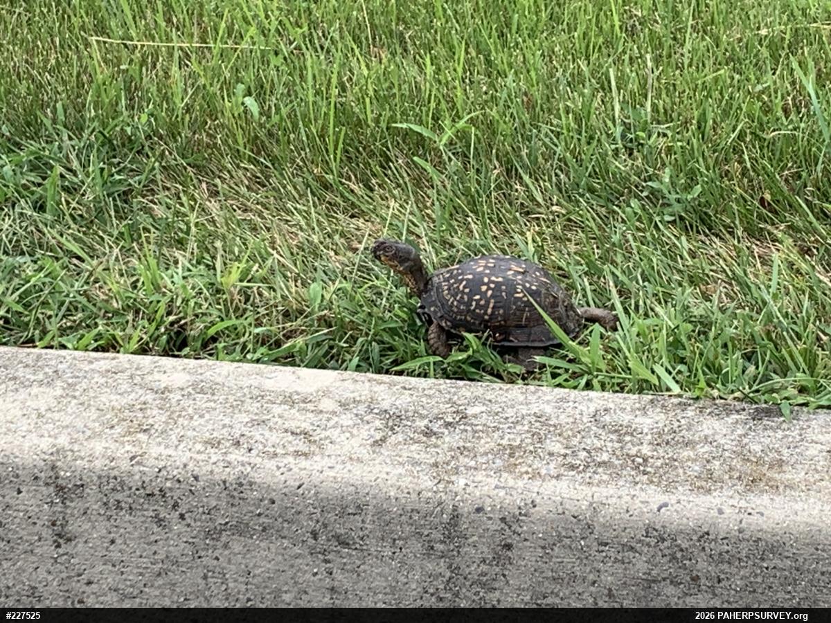 Eastern Box Turtle