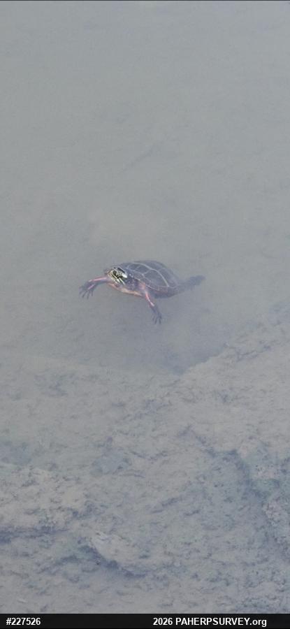 Painted Turtle