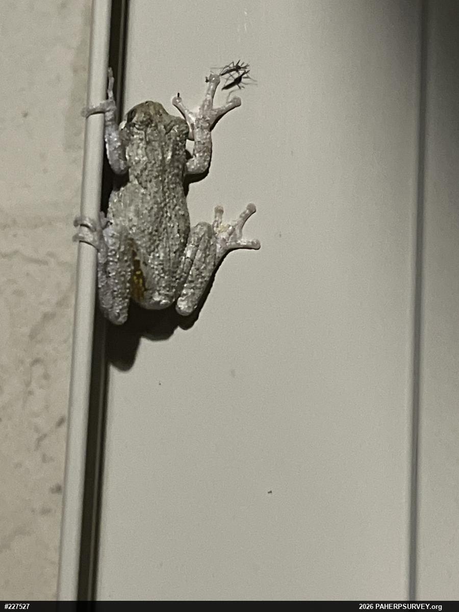 Unknown Gray Treefrog