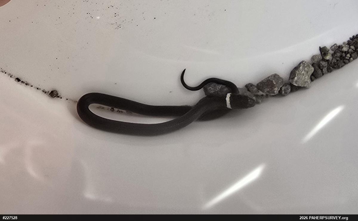 Northern Ring-necked Snake