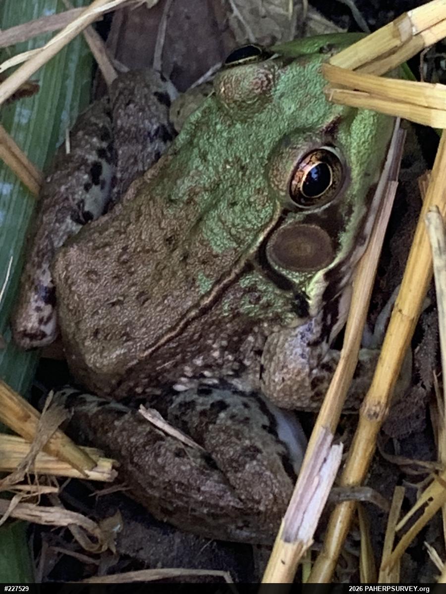 Green Frog
