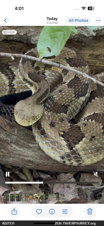 Timber Rattlesnake