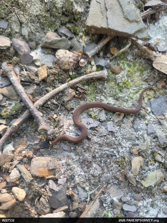 Red-bellied Snake