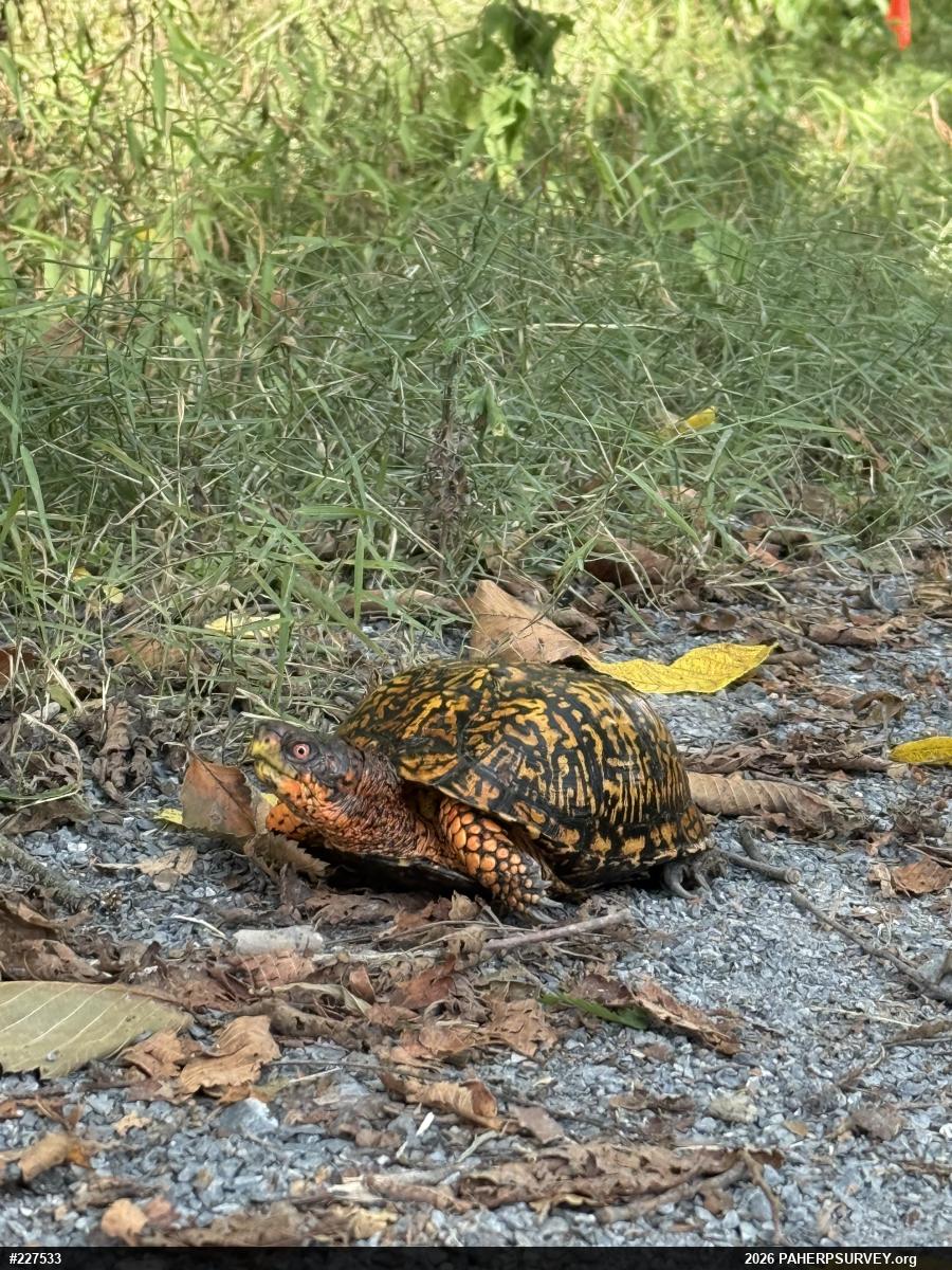 Eastern Box Turtle