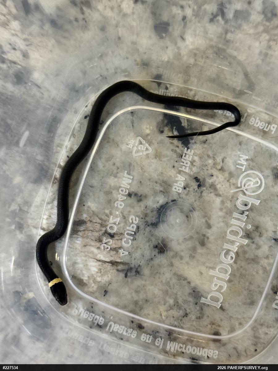 Northern Ring-necked Snake