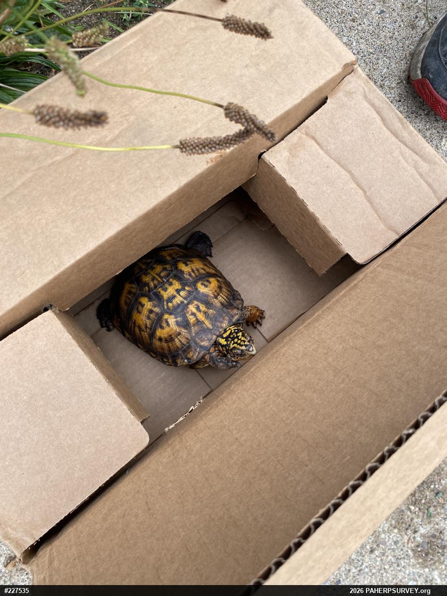 Eastern Box Turtle