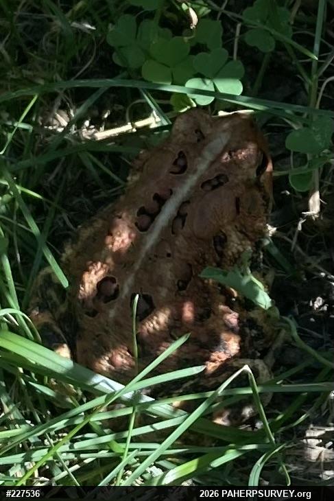 Eastern American Toad