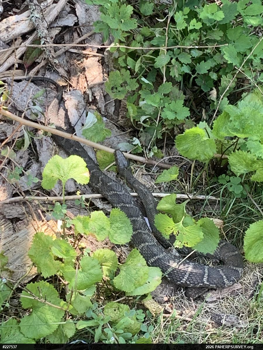 Northern Watersnake
