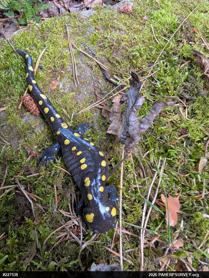 Spotted Salamander