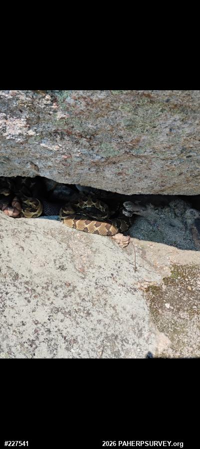 Northern Copperhead