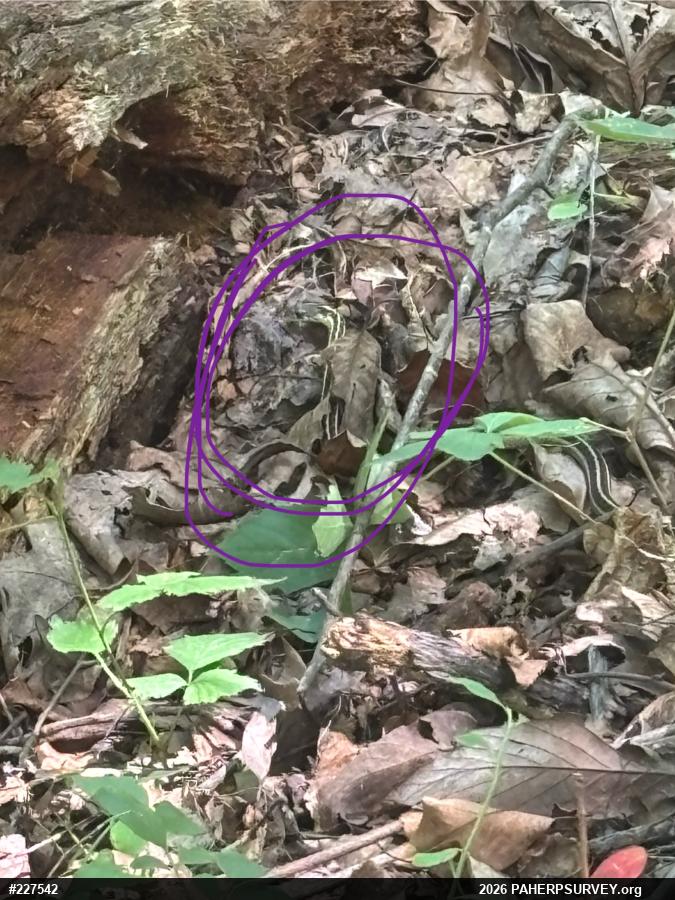 Eastern Gartersnake