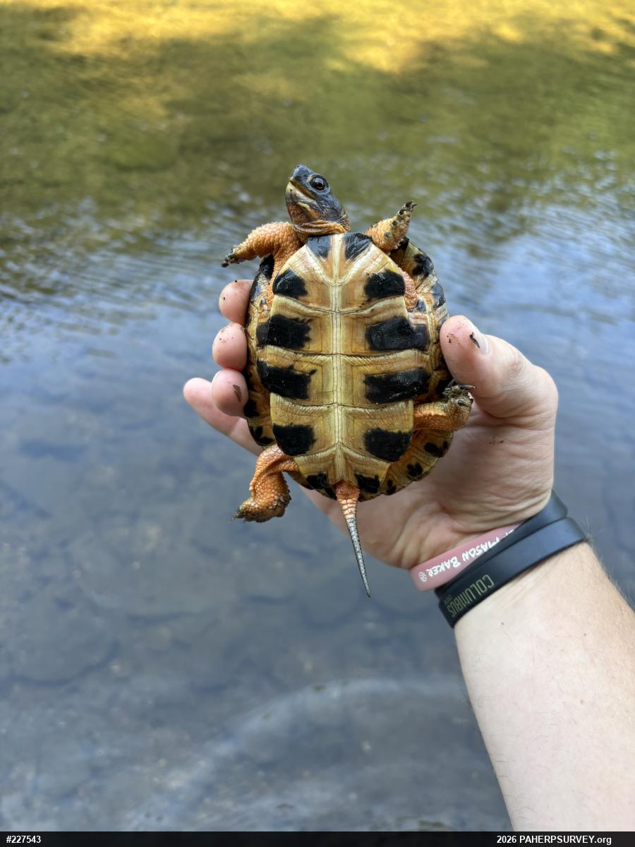 Wood Turtle