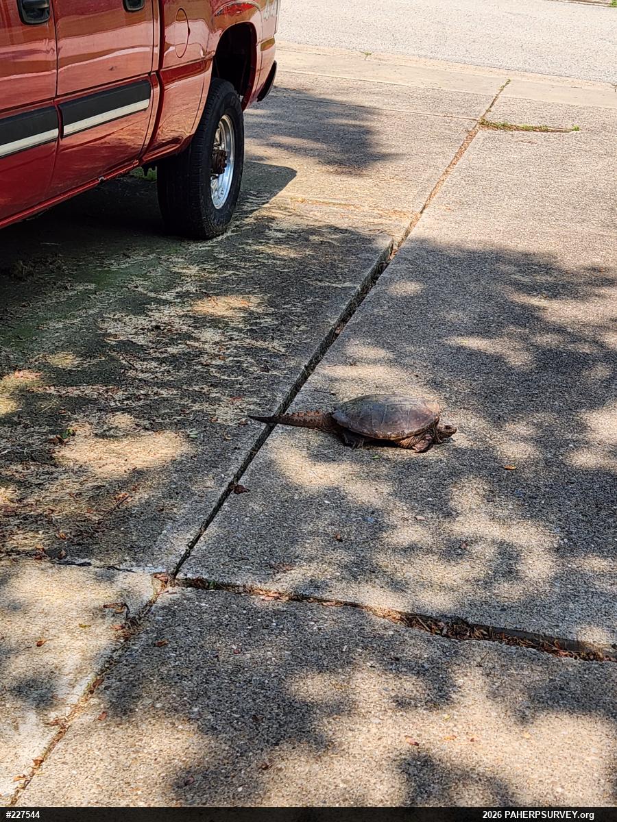 Snapping Turtle