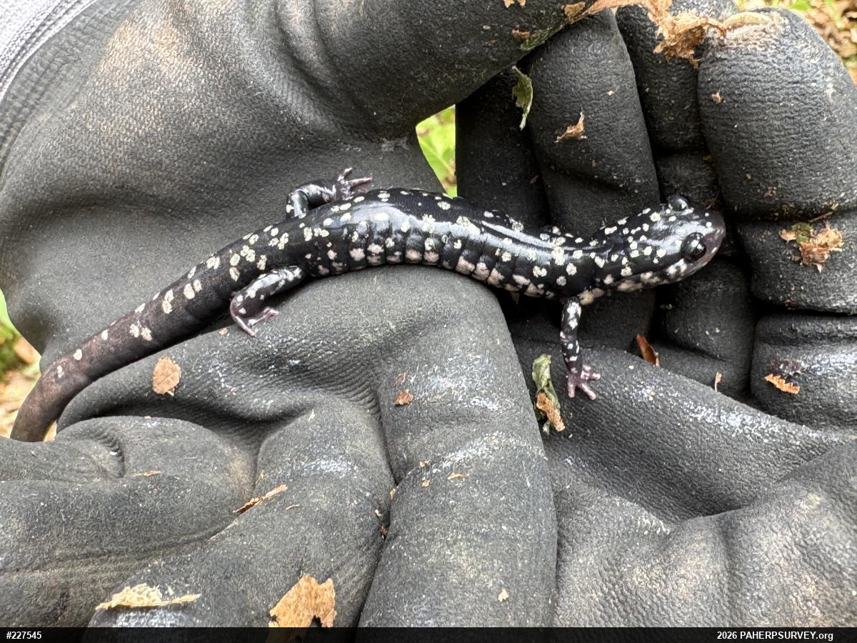 Northern Slimy Salamander