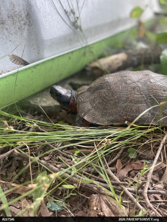 Wood Turtle