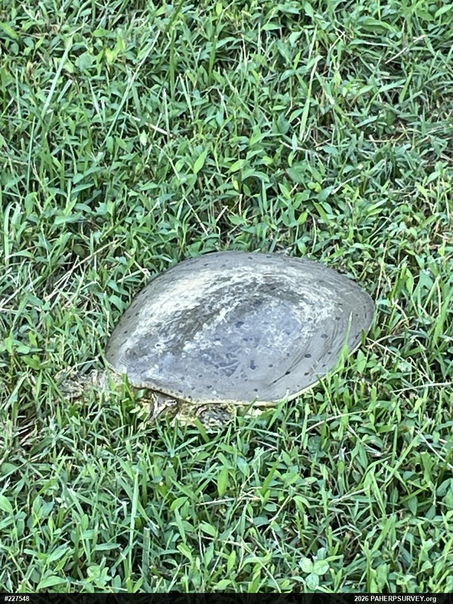 Eastern Spiny Softshell