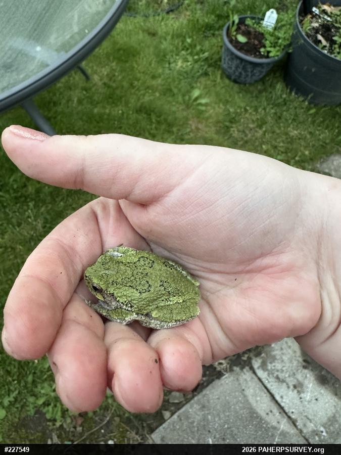 Unknown Gray Treefrog