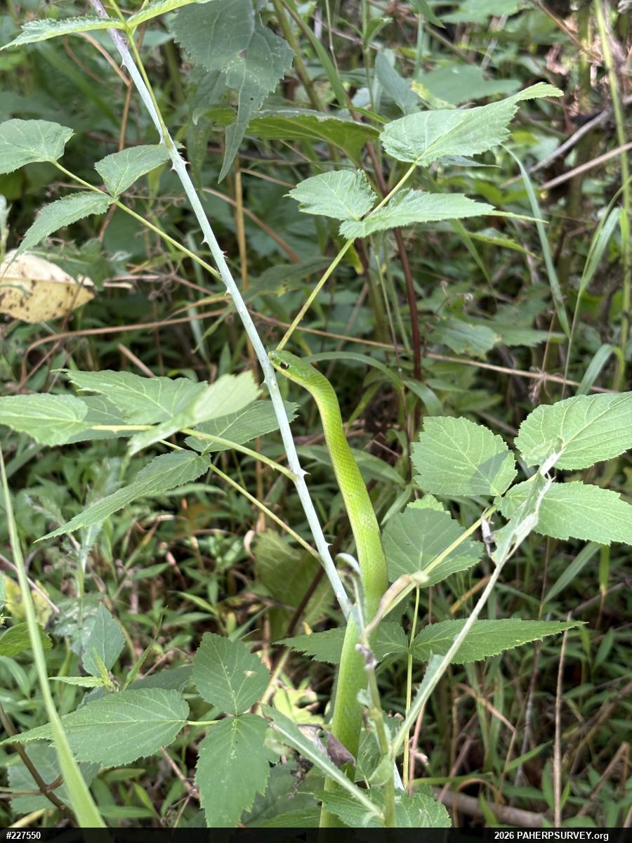 Smooth Greensnake