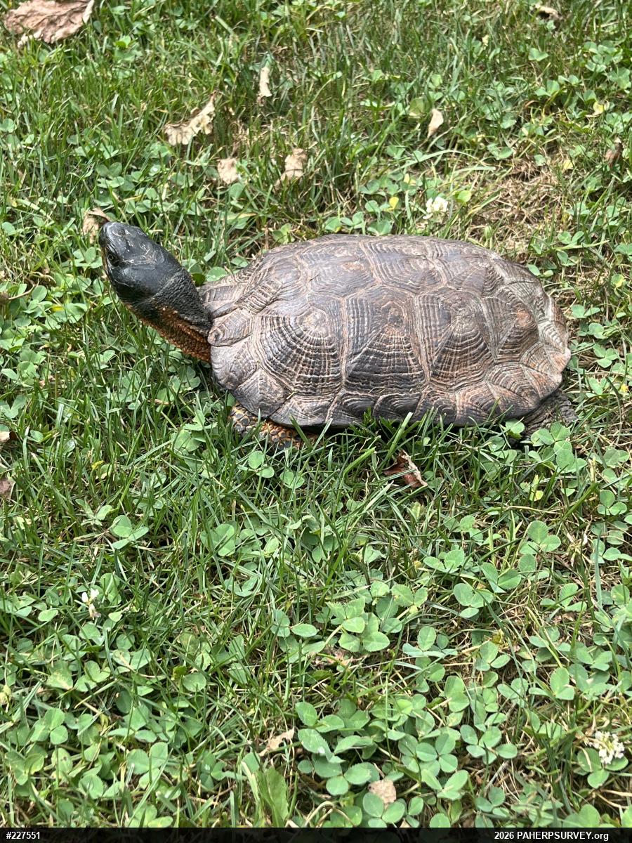 Wood Turtle