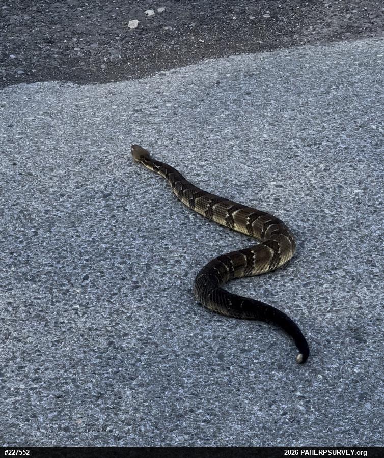 Timber Rattlesnake