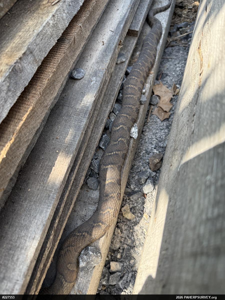 Northern Watersnake