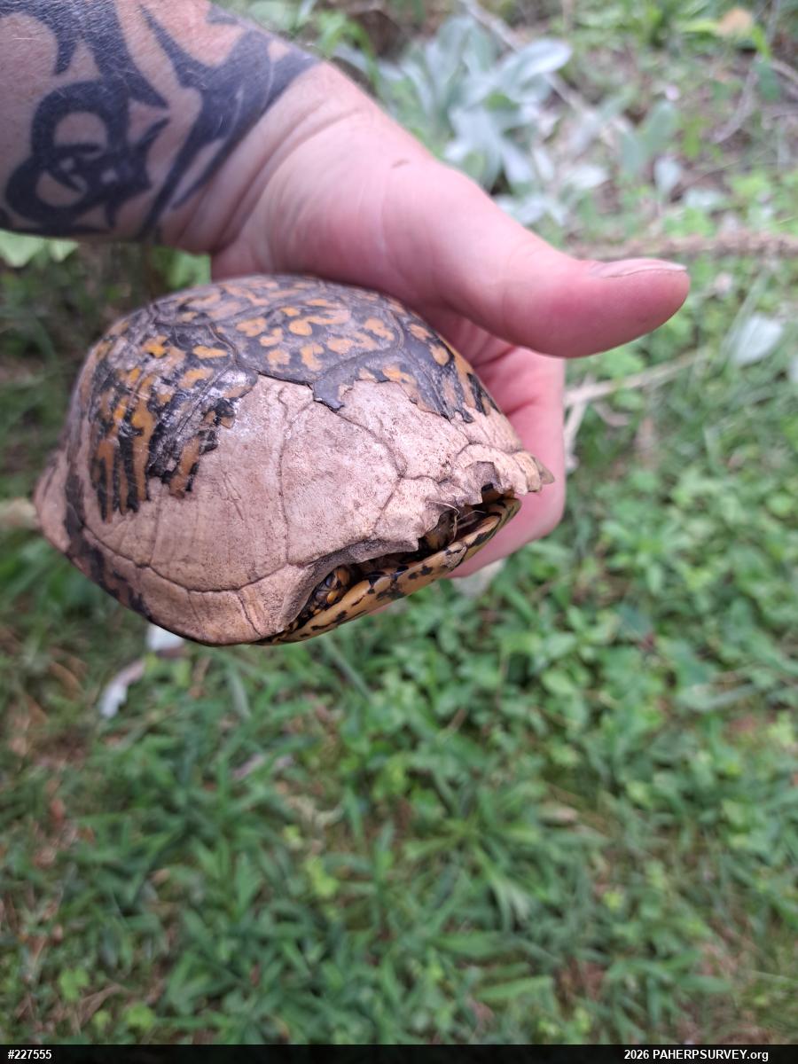 Eastern Box Turtle