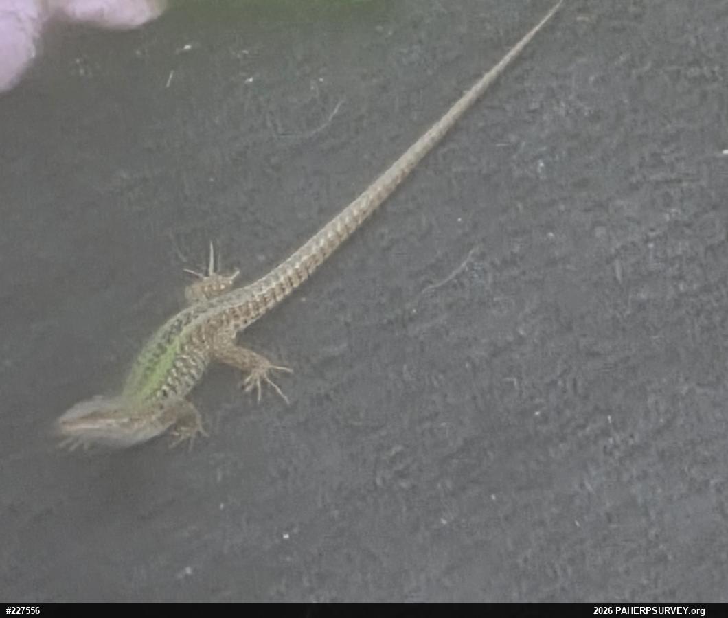 Italian Wall Lizard