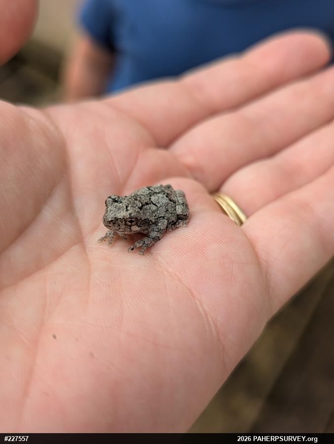 Unknown Gray Treefrog