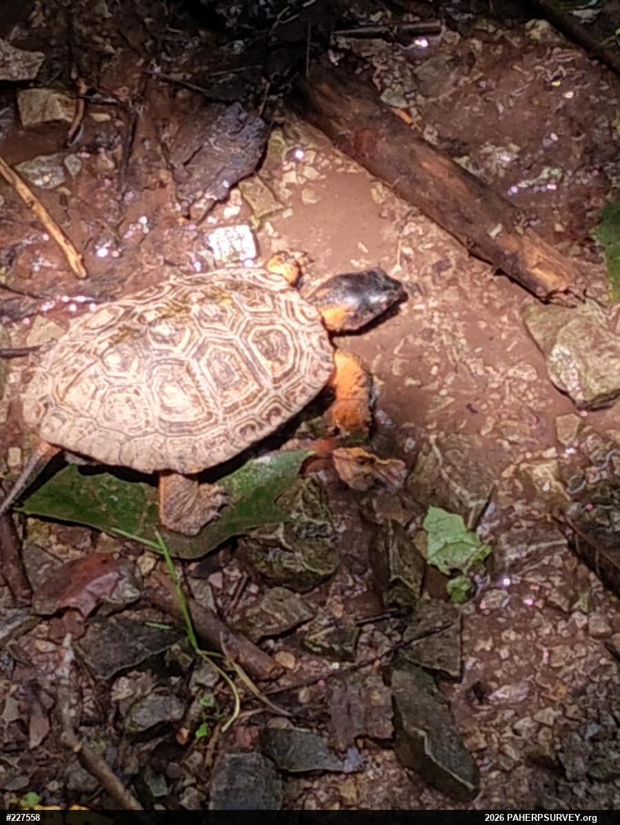 Wood Turtle