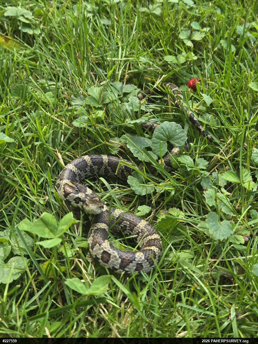Eastern Milksnake