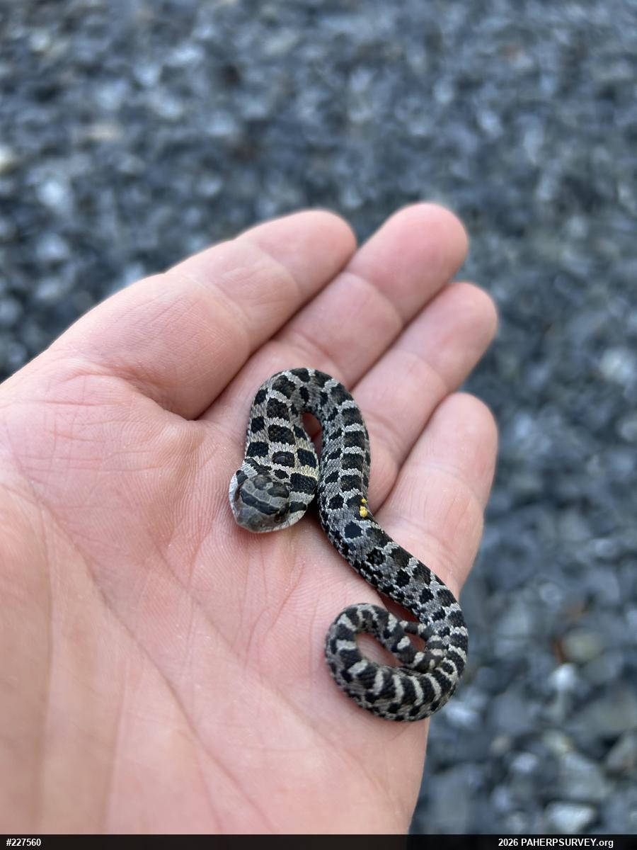 Eastern Hog-nosed Snake