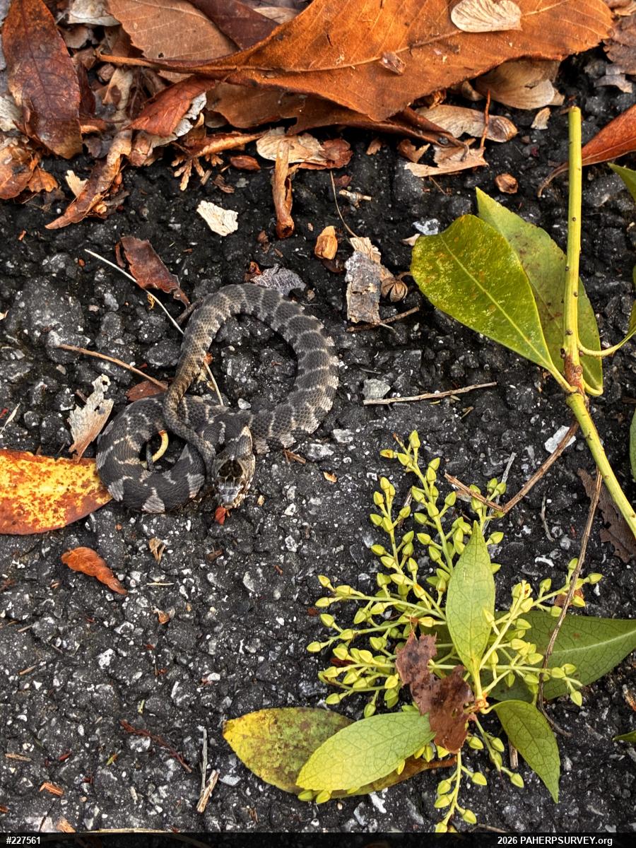 Northern Watersnake