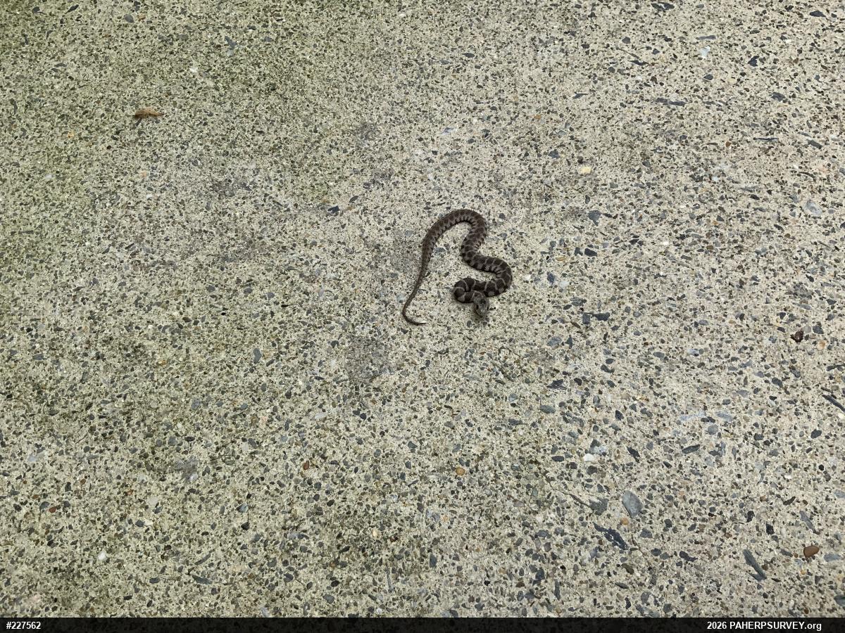 Northern Watersnake